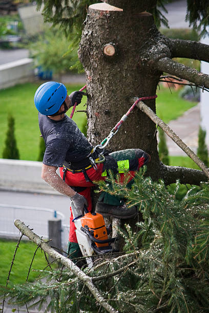 Best Storm Damage Tree Cleanup  in Melvindale, MI