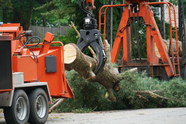 Best Tree and Shrub Care  in Melvindale, MI