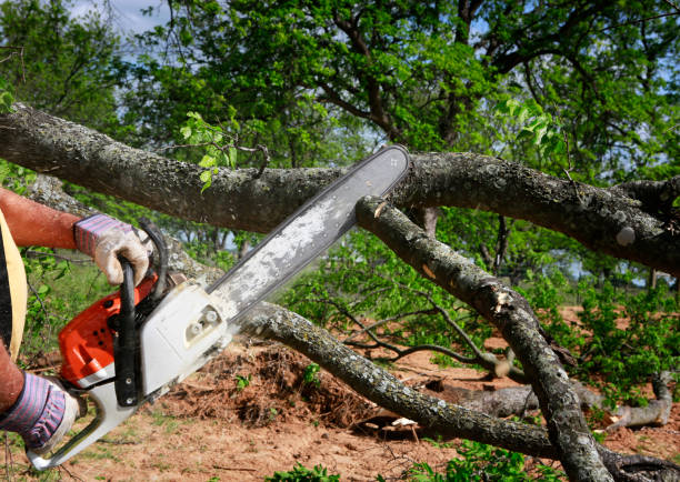 Best Fruit Tree Pruning  in Melvindale, MI